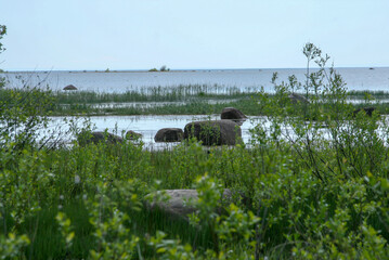stone in the grass by the lake
