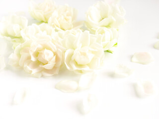 白背景に白いミニ薔薇の花、白いバラの花びらの背景