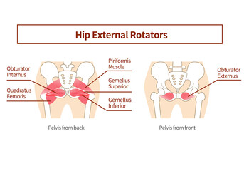 Inner muscle illustration of hip external rotation six muscles