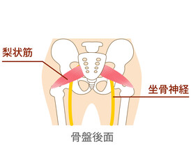 梨状筋と坐骨神経のイラスト
