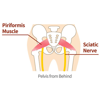 Illustration of piriformis and sciatic nerve