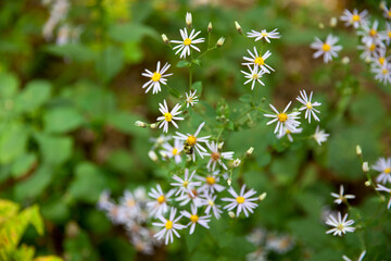 Wildflowers along a hiking trail in an Ontario Provincial Park.