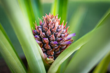 Pineapple Flower