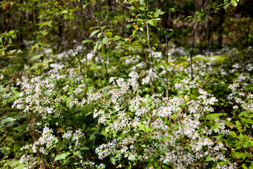 Wildflowers along a hiking trail in an Ontario Provincial Park.