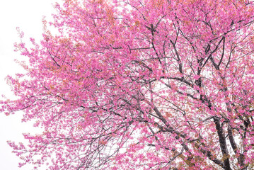 Beautiful pink cherry blossom or sukura flower in white background, sakura flower