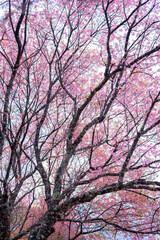 Beautiful pink cherry blossom or sukura flower in white background, sakura flower
