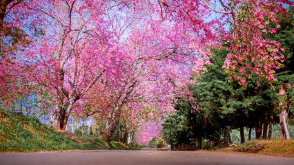 Spring Cherry Blossom or sakura flower blooming on Path through a beautiful road , Chiang mai ,...