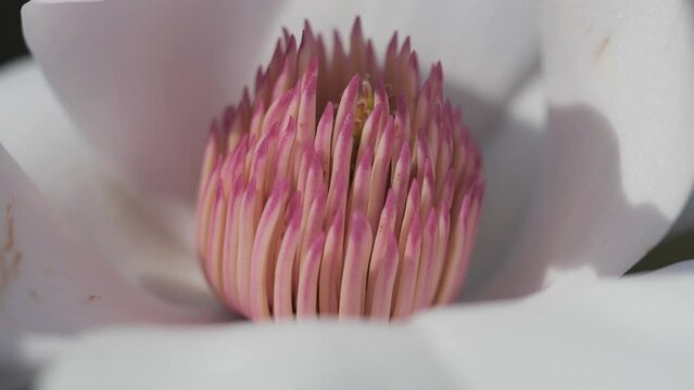 A macro shot of a magnolia flower stigma.