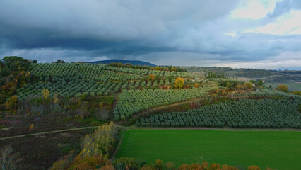 Naklejka premium Olive tree fields in Tuscany aerial view - travel photography