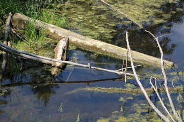 Logs On The Water