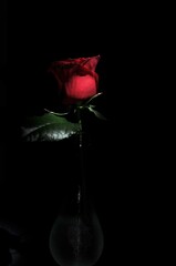 深紅のバラをスポット撮影致しました。