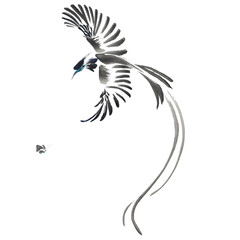 Fototapeta premium Fly-catcher and butterfly (bird with a long tail in persuit, painted with ink and watercolors on xuan paper, oriental style). Texture of paper and brush strokes - intact. Background`s been removed. 