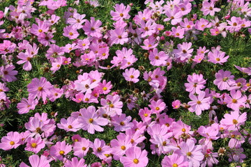 pink flowers in the garden