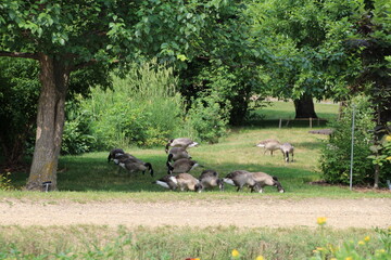 Geese In The Garden