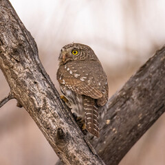 Northern pygmy owl (Glaucidium californicum) perched on branch Colorado, USA