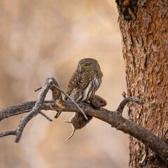 Northern pygmy owl (Glaucidium californicum) perched on branch with prey Colorado, USA