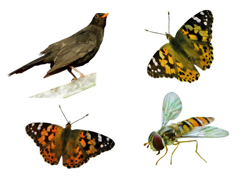Set with photos of insects, butterflies, bee and blackbird bird. Collection of colorful wild animals, objects are white isolated.