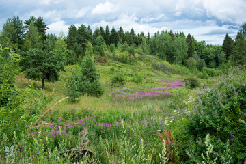 Beautiful landscape of the Russian North in the leningrad region Summer landscape cloudy sky and blooming Ivan-tea in the Leningrad region.