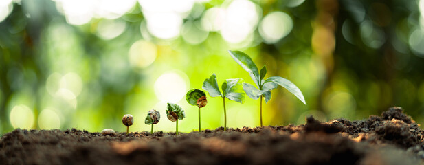 Growth Trees concept Coffee bean seedlings nature background - obrazy, fototapety, plakaty