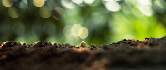 Growth Trees concept Coffee bean seedlings nature background