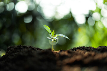 Growth Trees concept Coffee bean seedlings nature background