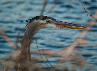 Close up view of head of blue heron through dry grass; open water in background