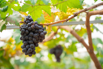 Red grapes and green grapes in the vineyard