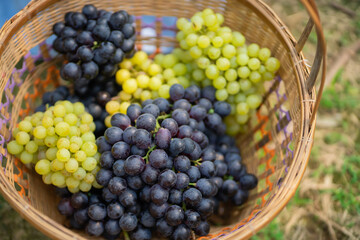 Red grapes and green grapes in the vineyard