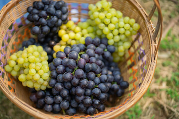 Red grapes and green grapes in the vineyard