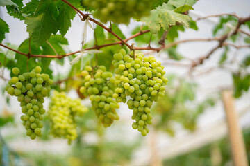 Red grapes and green grapes in the vineyard