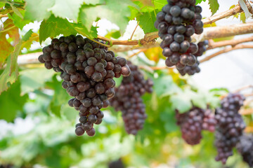 Red grapes and green grapes in the vineyard