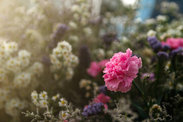 Gently pink flowers of anemones outdoors in summer spring close-up on turquoise background with soft selective focus.