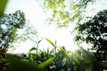green tea leaves in nature evening light