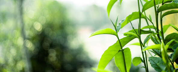 Obraz na płótnie Canvas green tea leaves in nature evening light