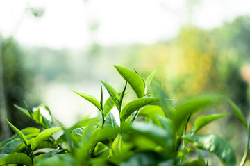 green tea leaves in nature evening light