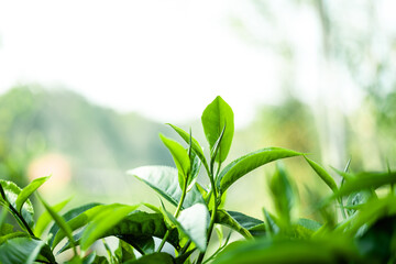 green tea leaves in nature evening light