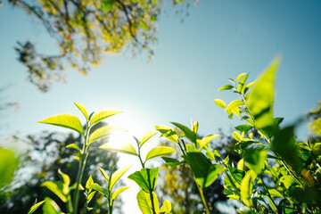 green tea leaves in nature evening light