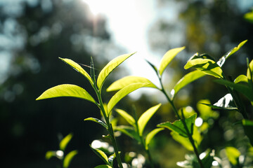 green tea leaves in nature evening light