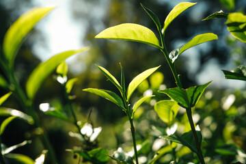 green tea leaves in nature evening light