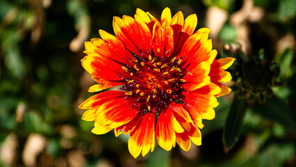 Sunburst Flower of Red and Yellow