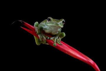 Foto auf Acrylglas Jade tree frog closeup on green leaves, Indonesian tree frog, Rhacophorus dulitensis or Jade tree frog closeup © kuritafsheen