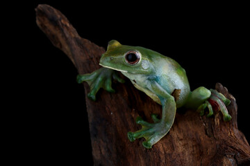 Jade tree frog closeup on green leaves, Indonesian tree frog, Rhacophorus dulitensis or Jade tree frog closeup