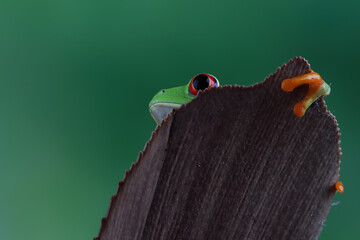 Red-eyed tree frog closeup on green leaves, Red-eyed tree frog (Agalychnis callidryas) closeup on branch