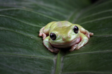 Australian white tree frog on green leaves