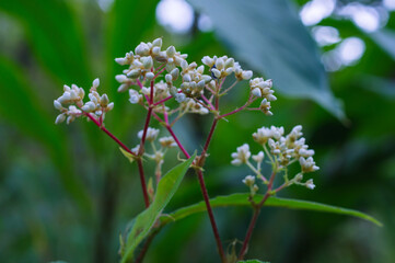 Bouquet of white wild flowers, Doi Luang Chiang Dao, Chiang Mai, Thailand.