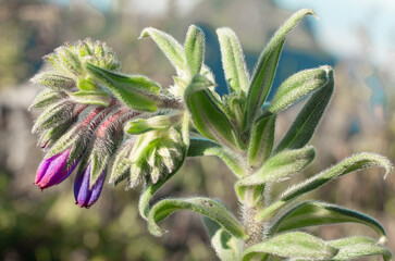 Bouquet of purple wild flowers, Doi Luang Chiang Dao, Chiang Mai, Thailand.
