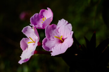 Semi-Alpine Plant Society, Pink wild flowers, Pink Pim Jai, Doi Luang Chiang Dao, Chiang Mai, Thailand
