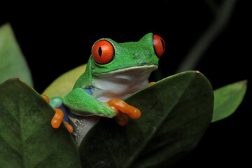 Red-eyed tree frog closeup on green leaves, Red-eyed tree frog (Agalychnis callidryas) closeup on branch