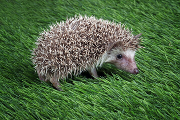 Cute baby hedgehog closeup on grass, Baby hedgehog playing on grass, Baby hedgehog closeup 