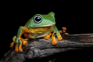 Javan tree frog closeup image, rhacophorus reinwartii on green leaves